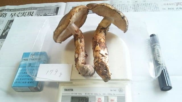 山形県産 松茸 国産 マツタケ まつたけ 松茸専門販売採取その13