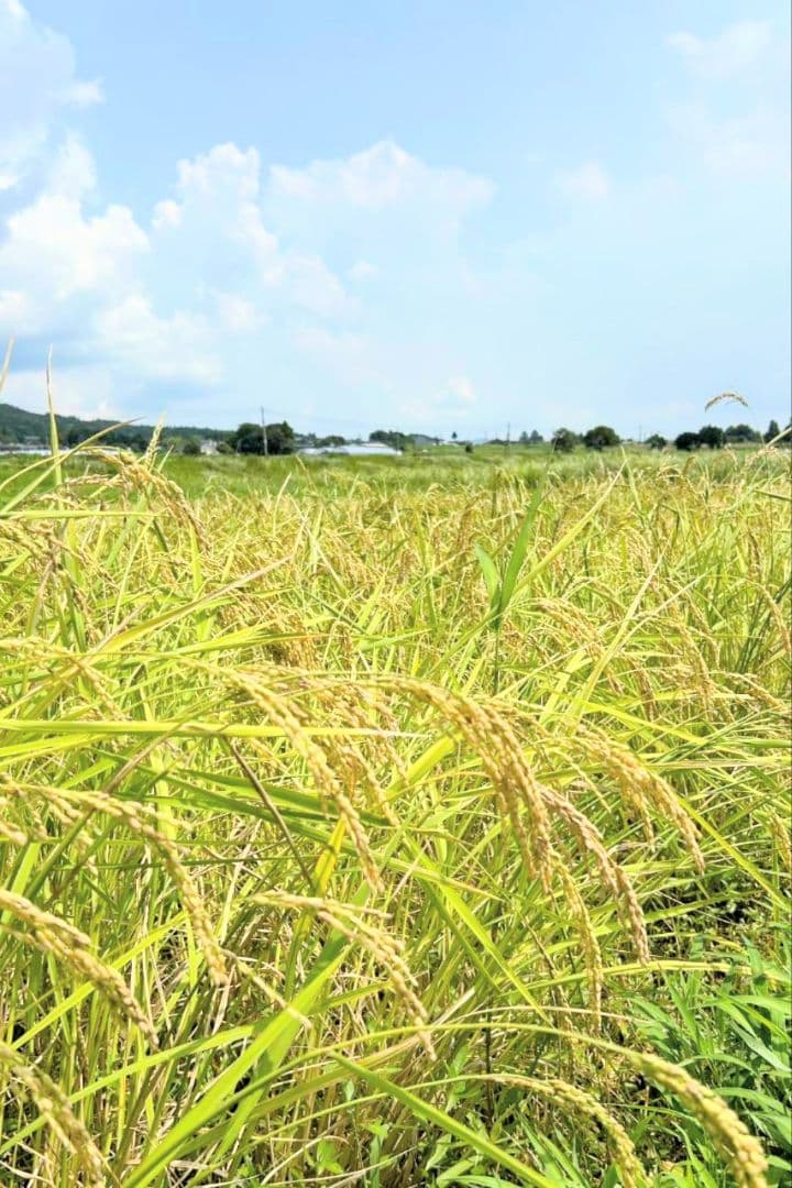 2 令和7年 自然栽培米 亀の尾20kg精米