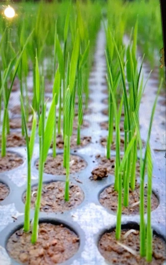 2 令和7年 自然栽培米 亀の尾20kg精米