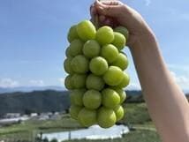 山梨県産【5kg】高級シャインマスカット” プレミアム,大粒【糖度20～23度】