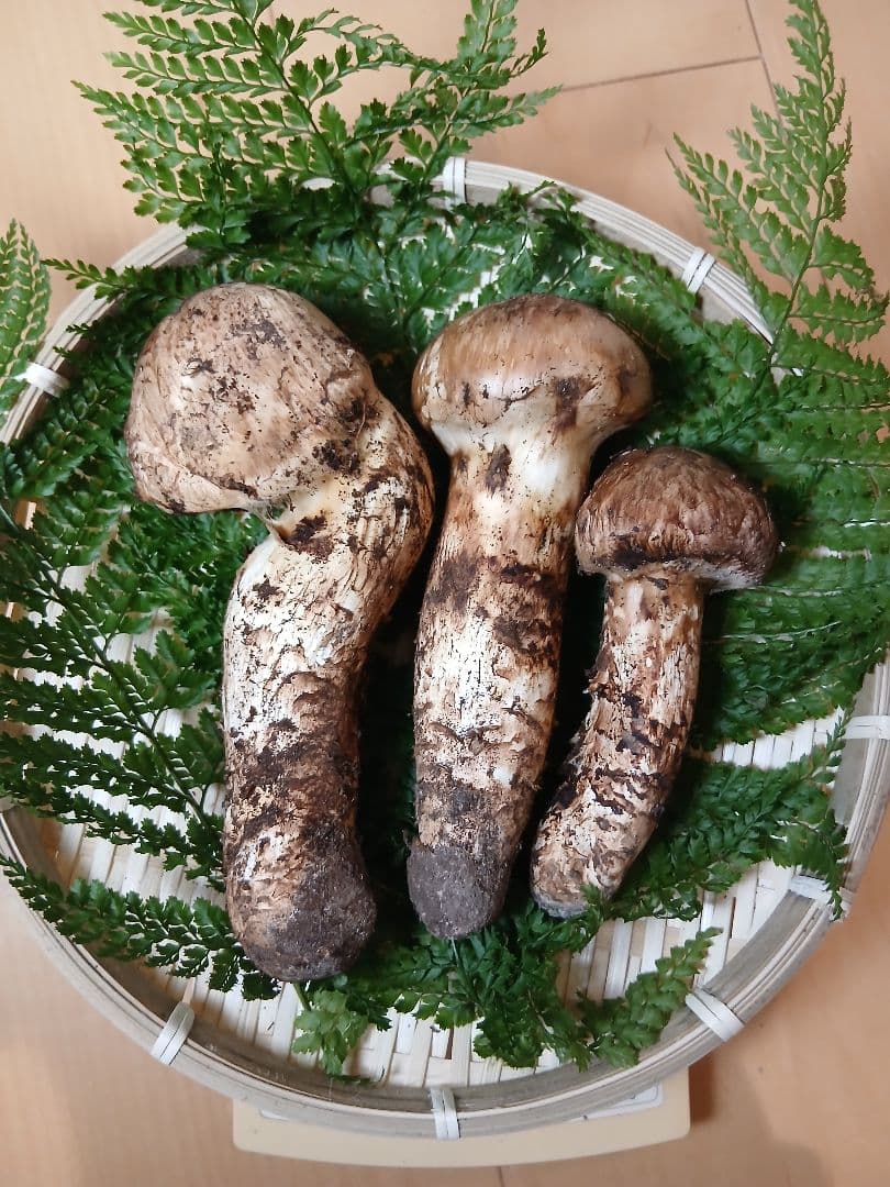 山形県産 松茸 国産 マツタケ まつたけ 松茸専門販売採取その18