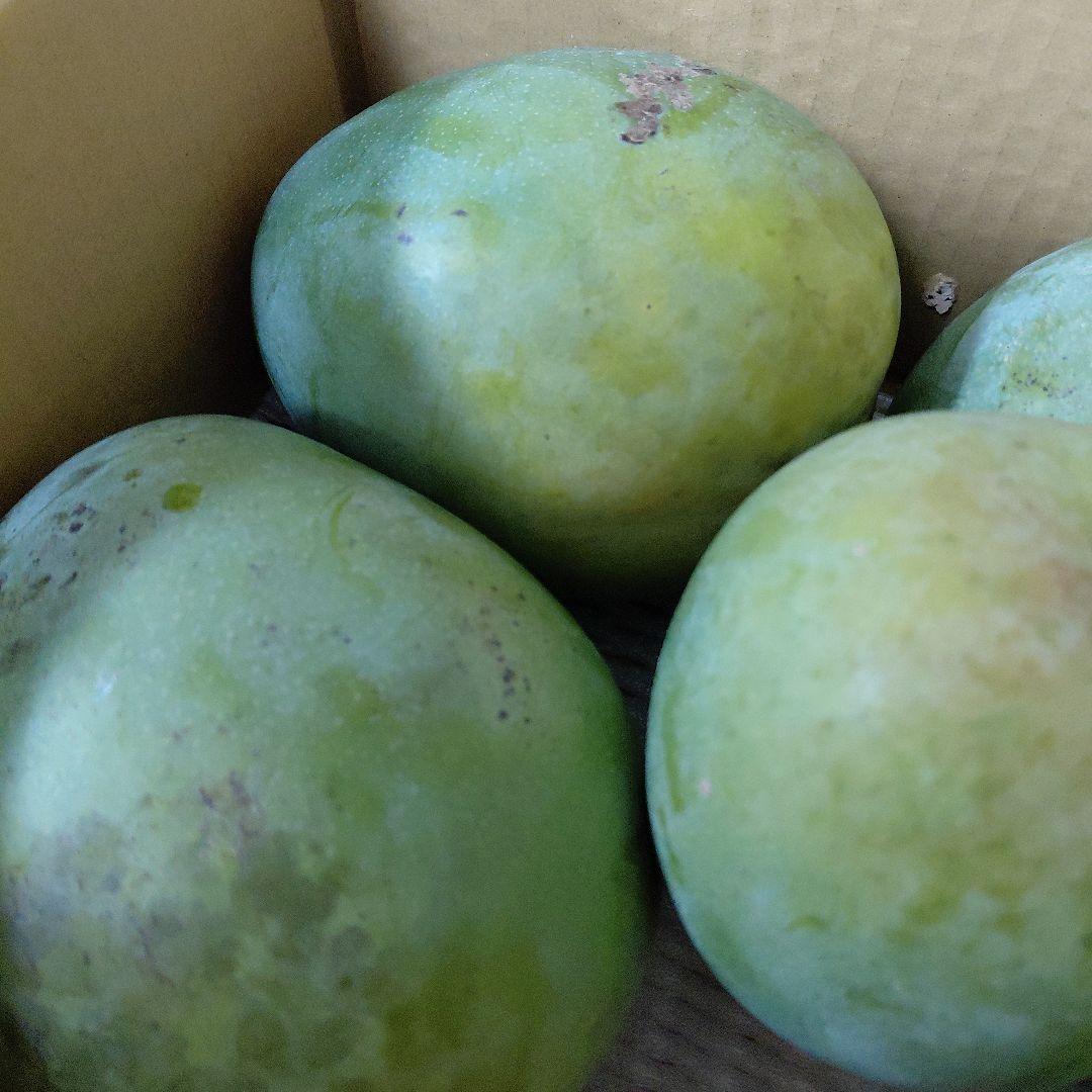 追熟型④　キーツマンゴー５玉