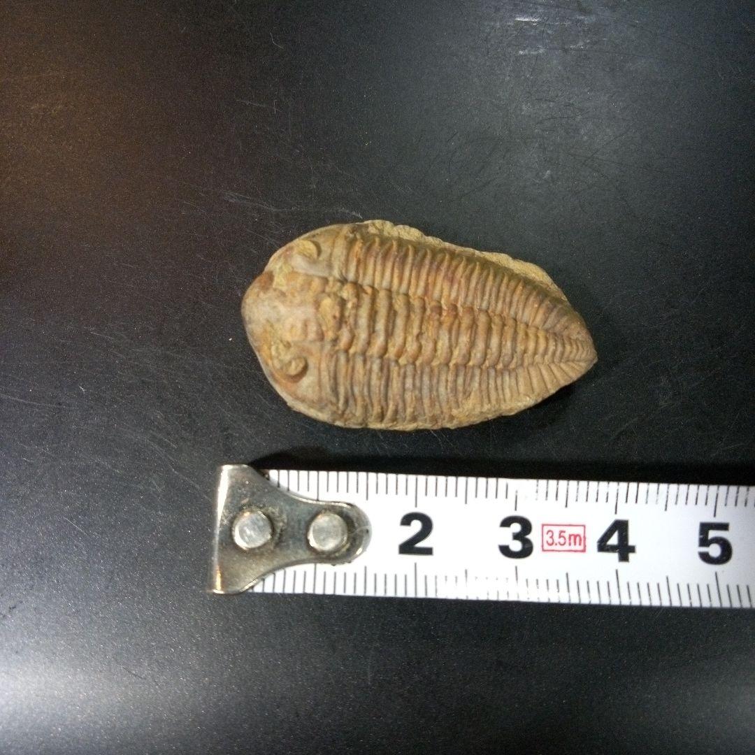 三葉虫　化石　fossil　ボリビア産　トライロバイト　Fossil番号⑦