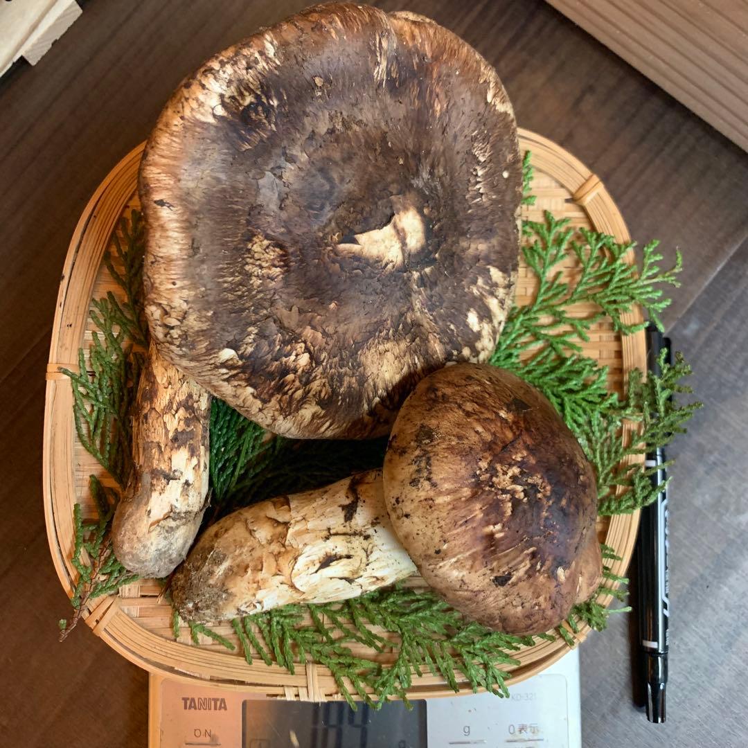 ①【岩手県産天然松茸】収穫最終　国産本場　開き　採れたて　産地直送　184g