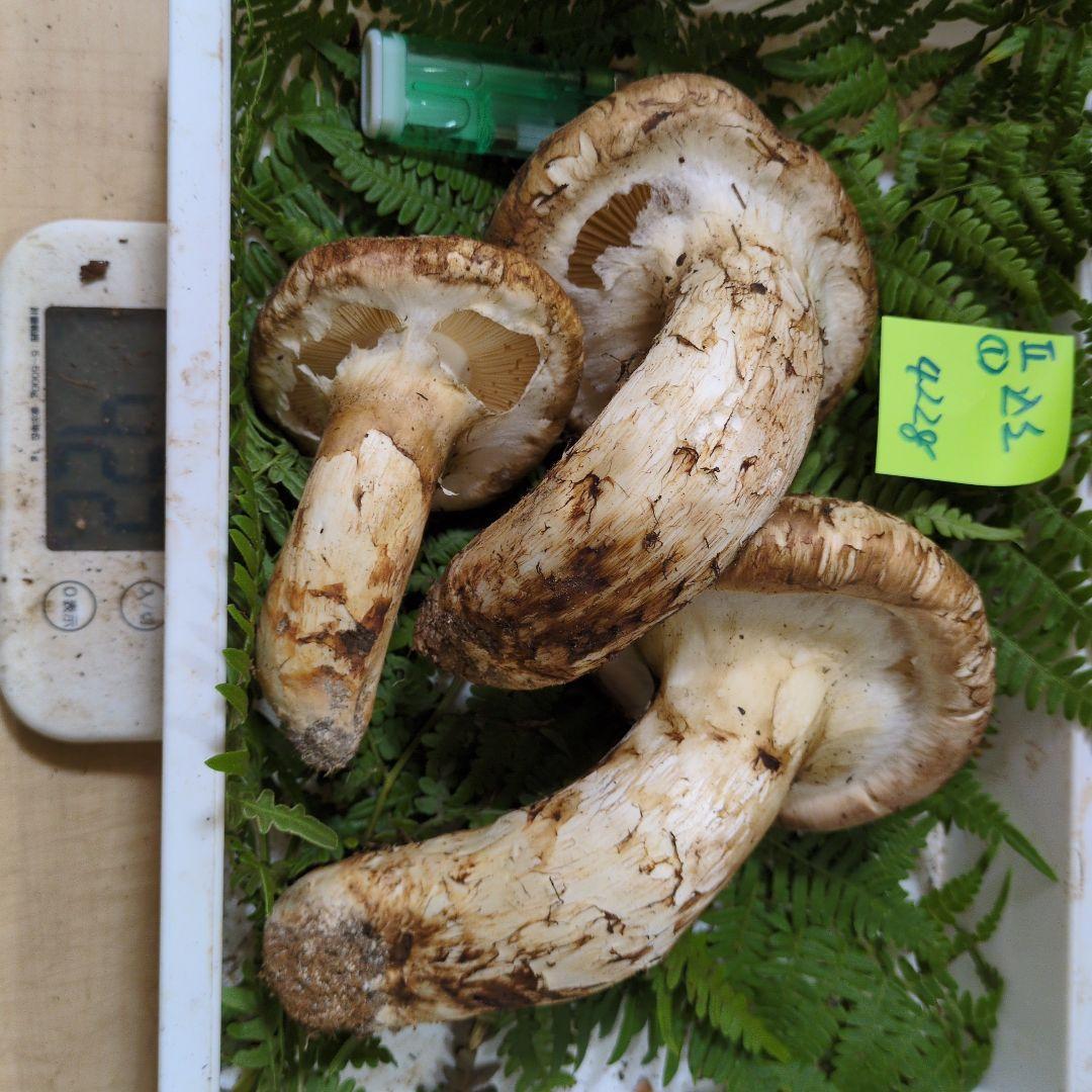 本日最終　和歌山松茸　新鮮朝市　込み込み　422㌘