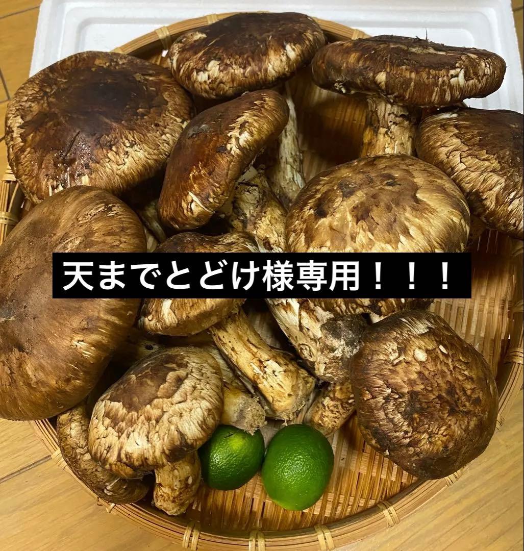 中国産 松茸 約3kg まつたけ マツタケ