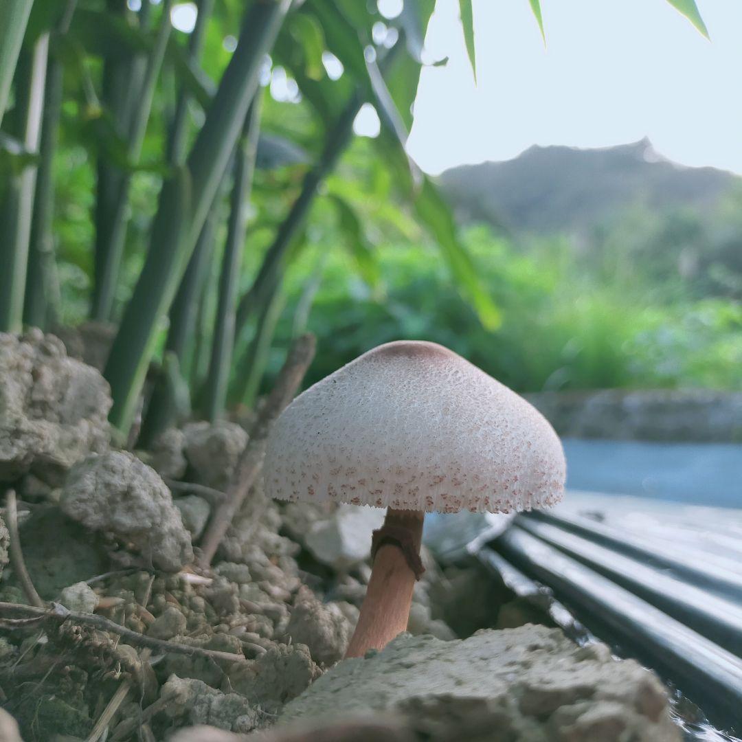 農薬未使用　三州新生姜5kg 専用出品