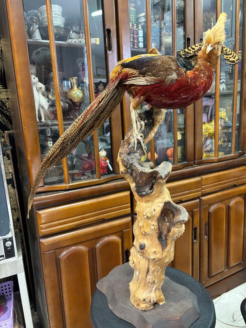 キジの 剥製 木製 の台座 鳥の置物 高さ約７１cm 大特価激安