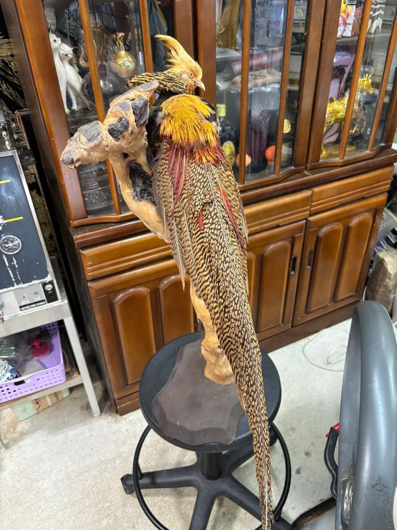 キジの 剥製 木製 の台座 鳥の置物 高さ約７１cm 大特価激安