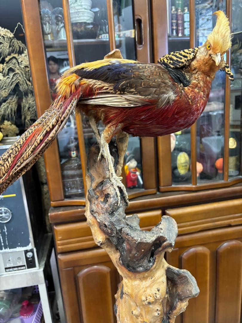 キジの 剥製 木製 の台座 鳥の置物 高さ約７１cm 大特価激安