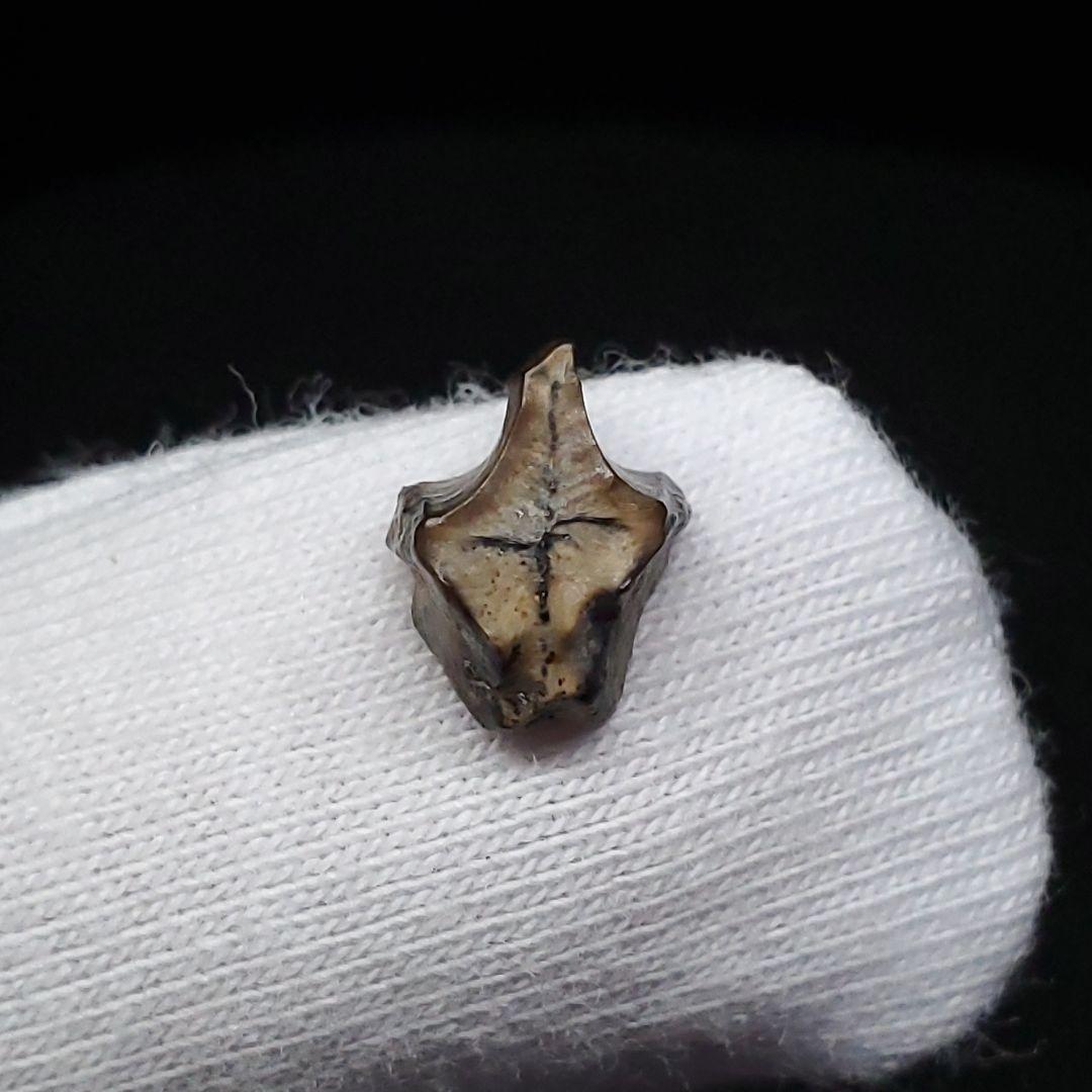 希少 ブラキロフォサウルス 化石 歯 恐竜 モンタナ州産 9.28mm fr84