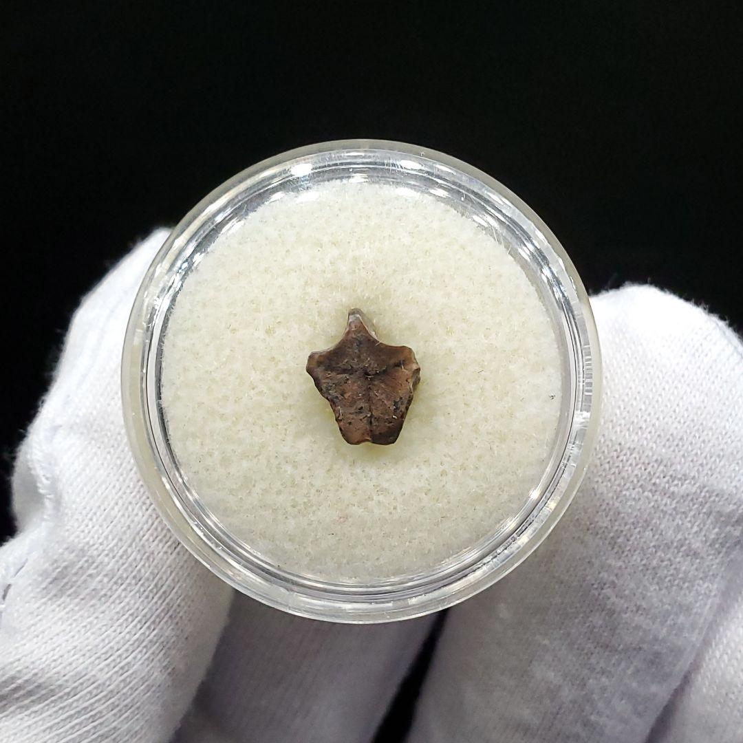 希少 ブラキロフォサウルス 化石 歯 恐竜 モンタナ州産 9.28mm fr84