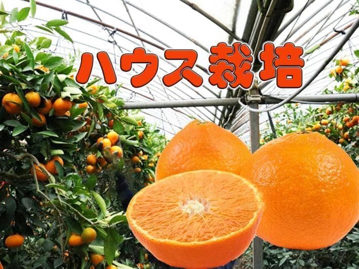 【Ｋ】M玉SUIGUNマドンナ10Kg　　【5Kg×２箱縛りでの発送】