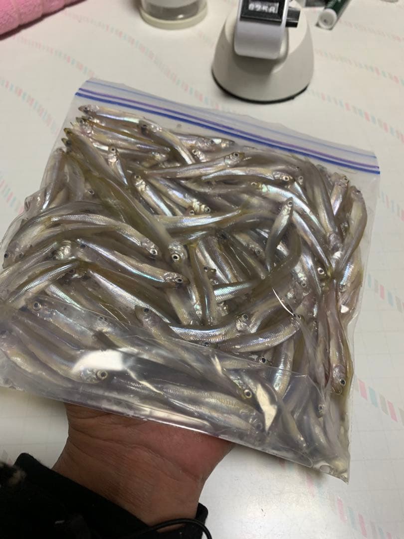 ワカサギステンレス穂先　右手用 左手用2セット　全長約235ミリ