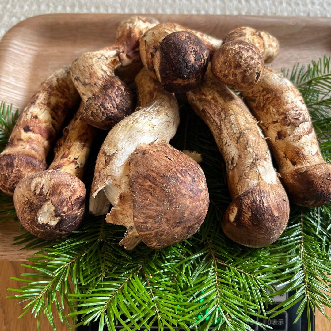 国産松茸400g【北海道産】