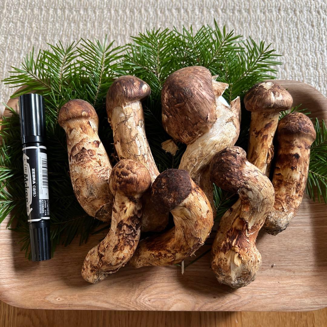 国産松茸400g【北海道産】