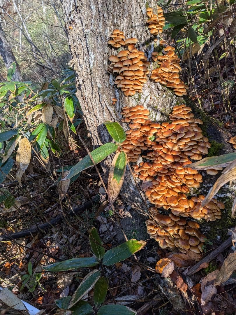 12/2採れ　天然なめこ3.5キロ②