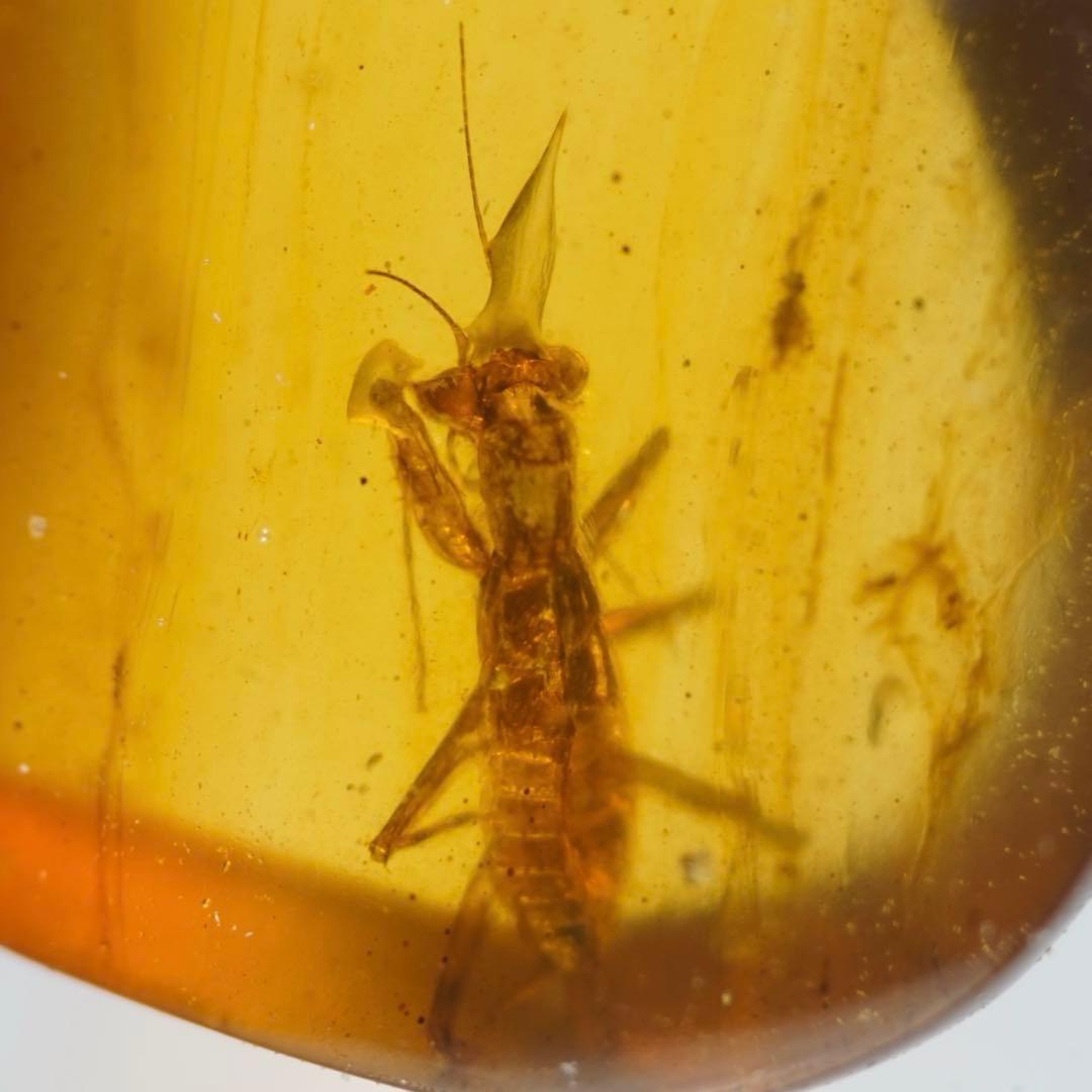 レア極上品 TT0062虫入り琥珀化石　ミャンマーカムティかタナイ9900万年前