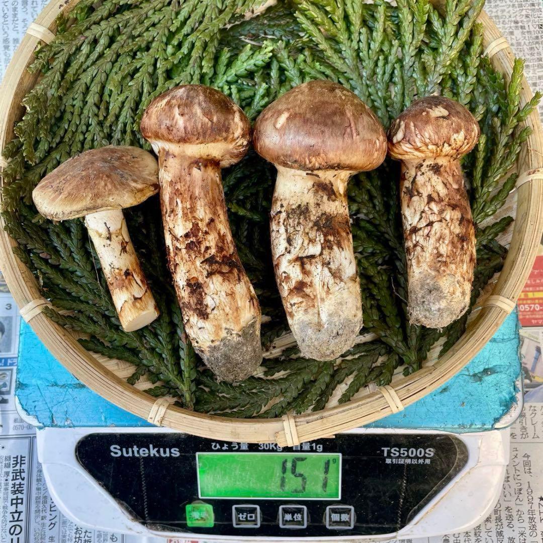 天然きのこ 松茸 国産 マツタケ まつたけ 大自然の凛さん採取その197