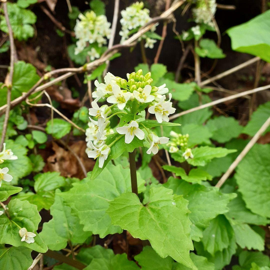 秋田県産 葉わさび 山わさび 採れたて