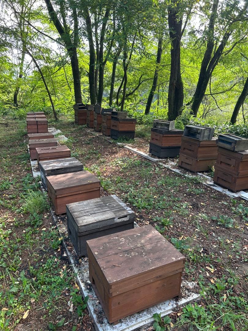 信州産　アカシアはちみつ 1,200g×2本