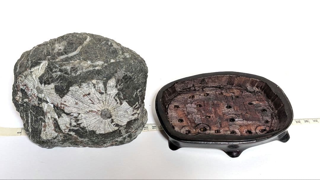 菊花石　鑑賞石　天然石　オブジェ　置物