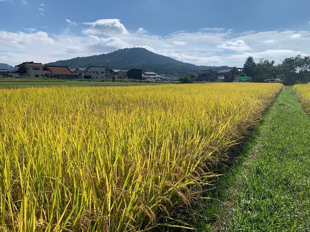 令和7年度産ヒノヒカリ玄米10kg(送料込)減農薬のお米