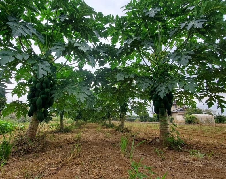 大容量　7000g　(国産・高品質)乾燥パパイヤの茎（無農薬・有機肥料）