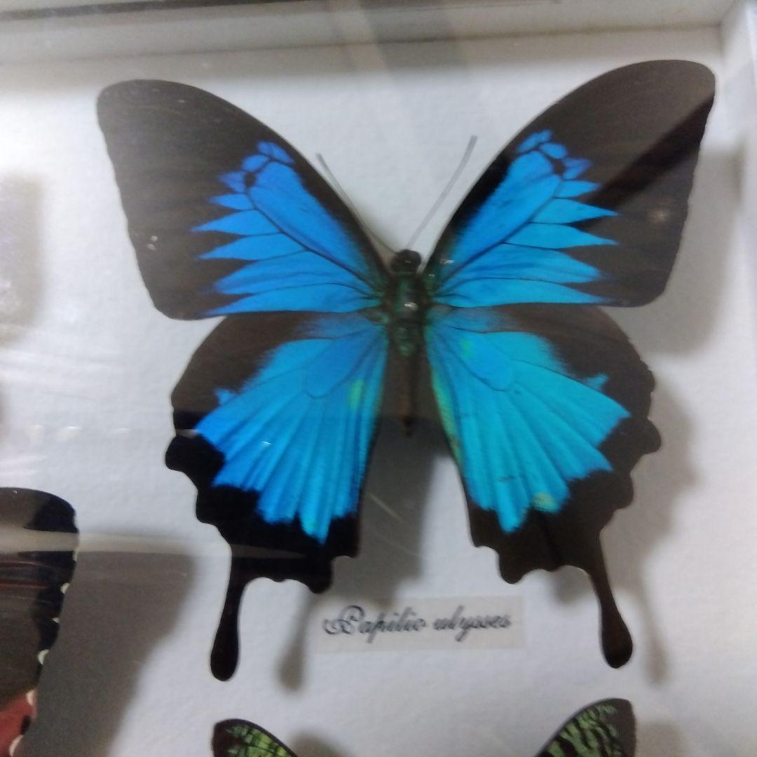 オオルリアゲハ他熱帯性蝶類合計9種類