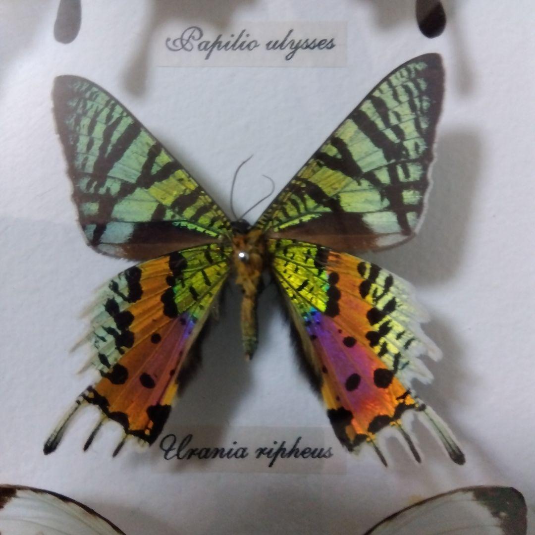 オオルリアゲハ他熱帯性蝶類合計9種類