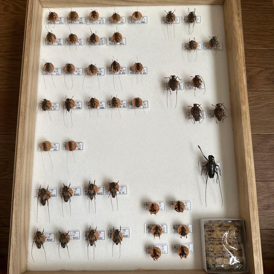 カミキリムシ標本❌3