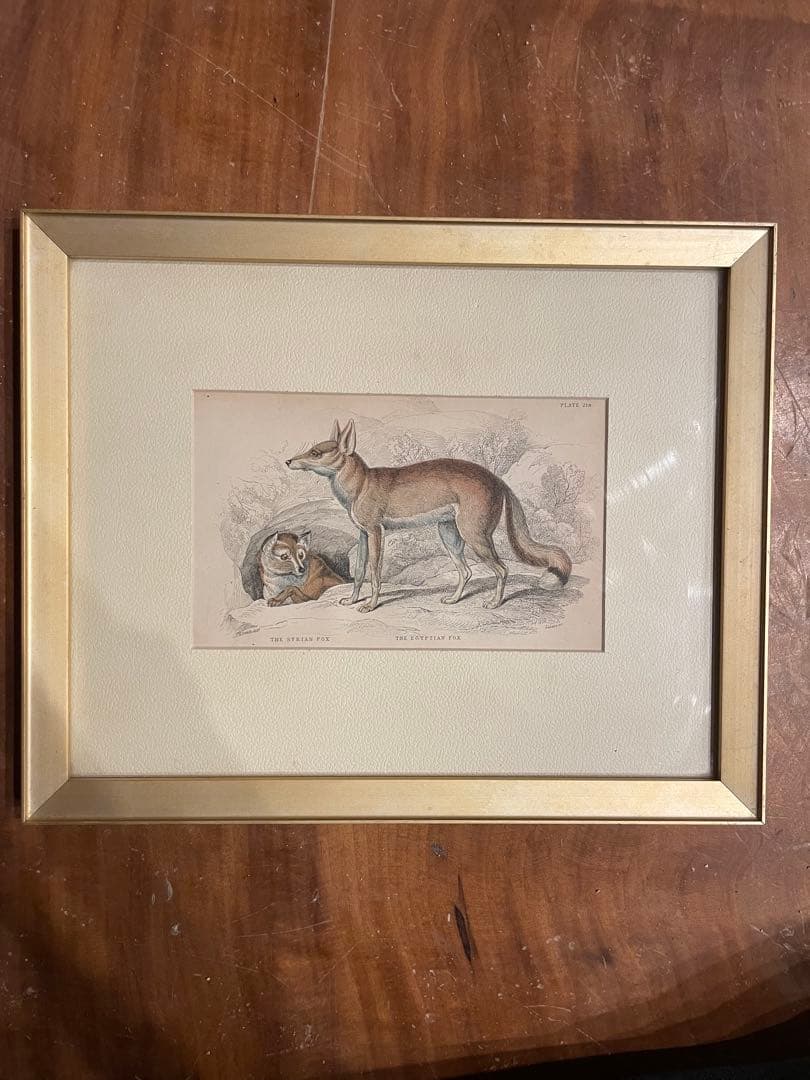 ウィリアム・ホーム・リザーズNaturalist Library Lizars