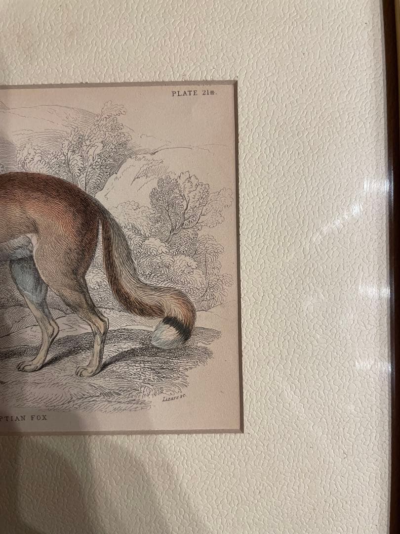 ウィリアム・ホーム・リザーズNaturalist Library Lizars