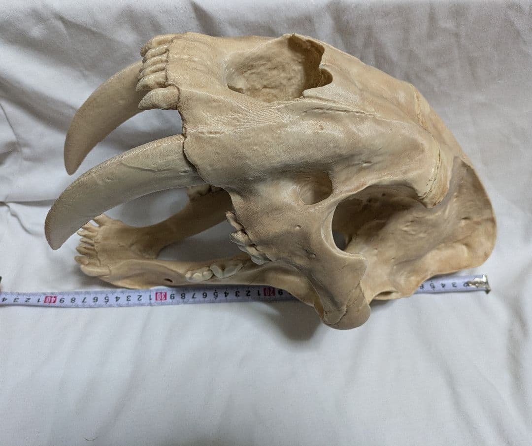 ぷ*ー様 サーベルタイガー　実寸大　化石　レプリカ