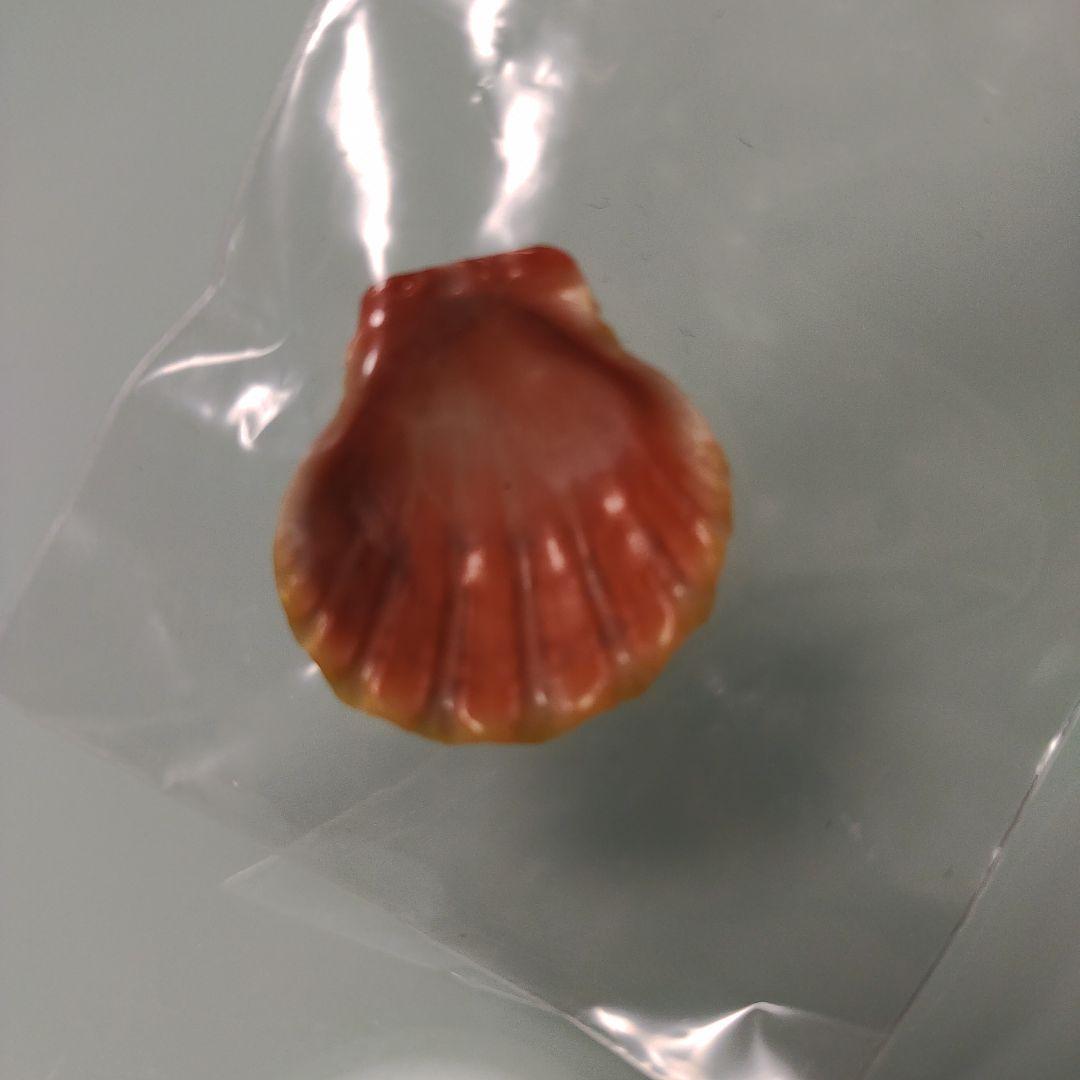 ハワイサンライズシェル 貝殻