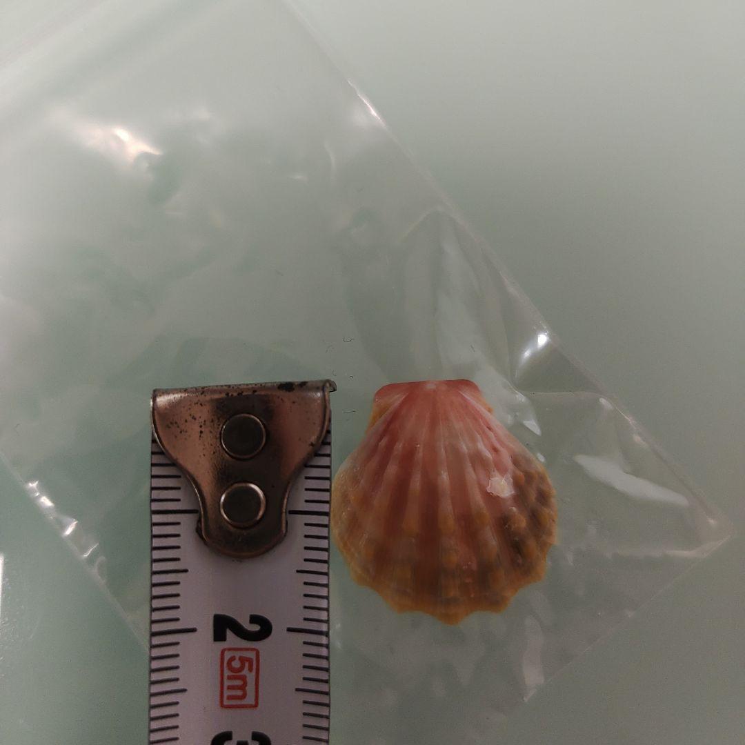 ハワイサンライズシェル 貝殻