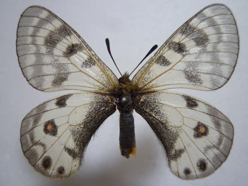 【外国産蝶標本】フンザウスバ♀/パキスタン.シャンドール峠産/51mm