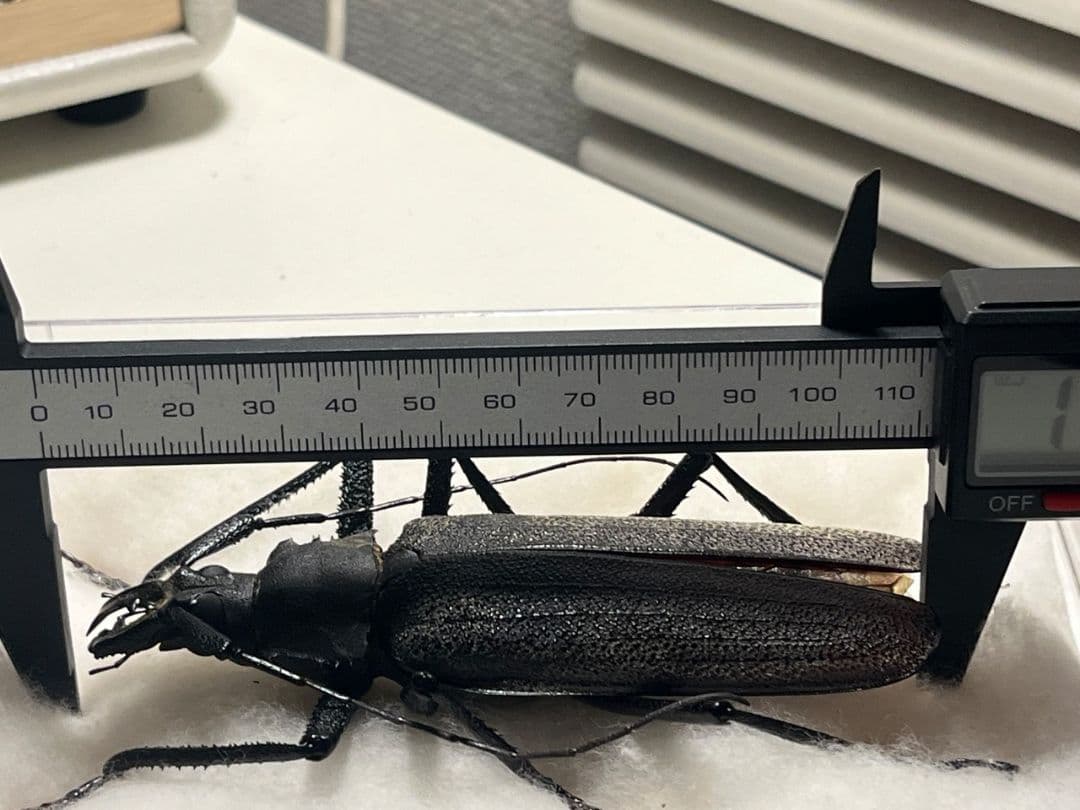 【111mm】Xixuthrus isyuniarkoiウスバカミキリ　標本