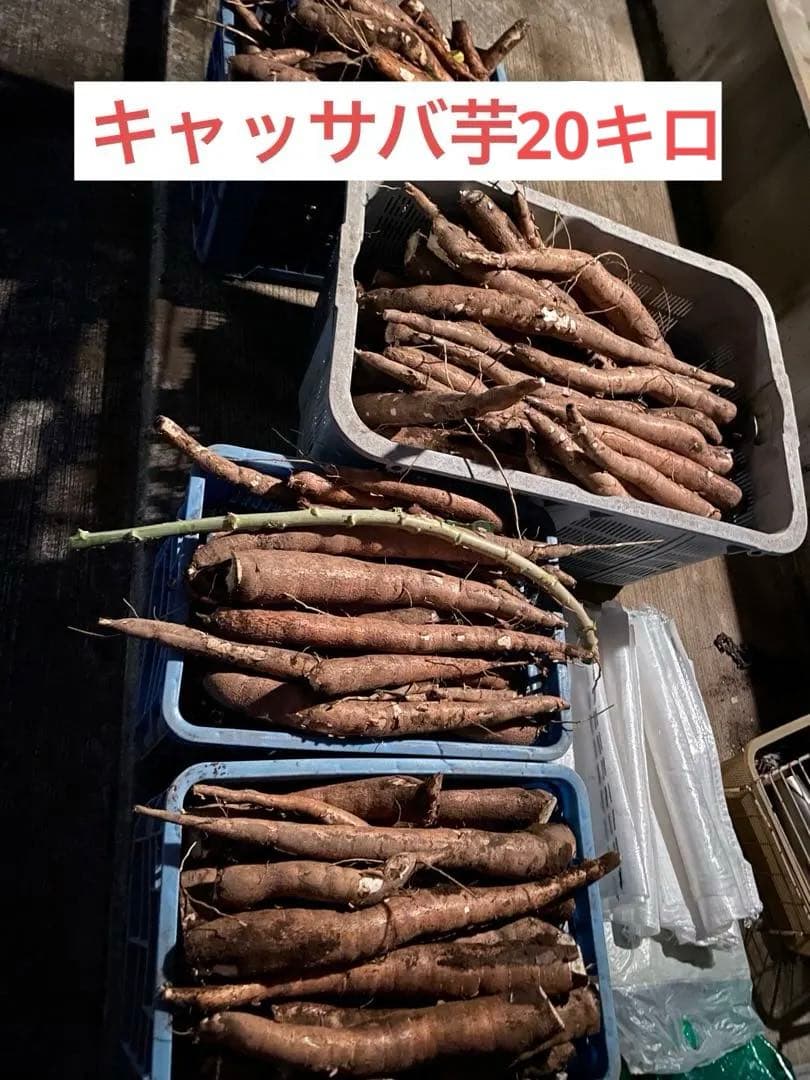 キャッサバ芋 箱込み20kg MANDIOCA CASSAVA【新鮮品質】