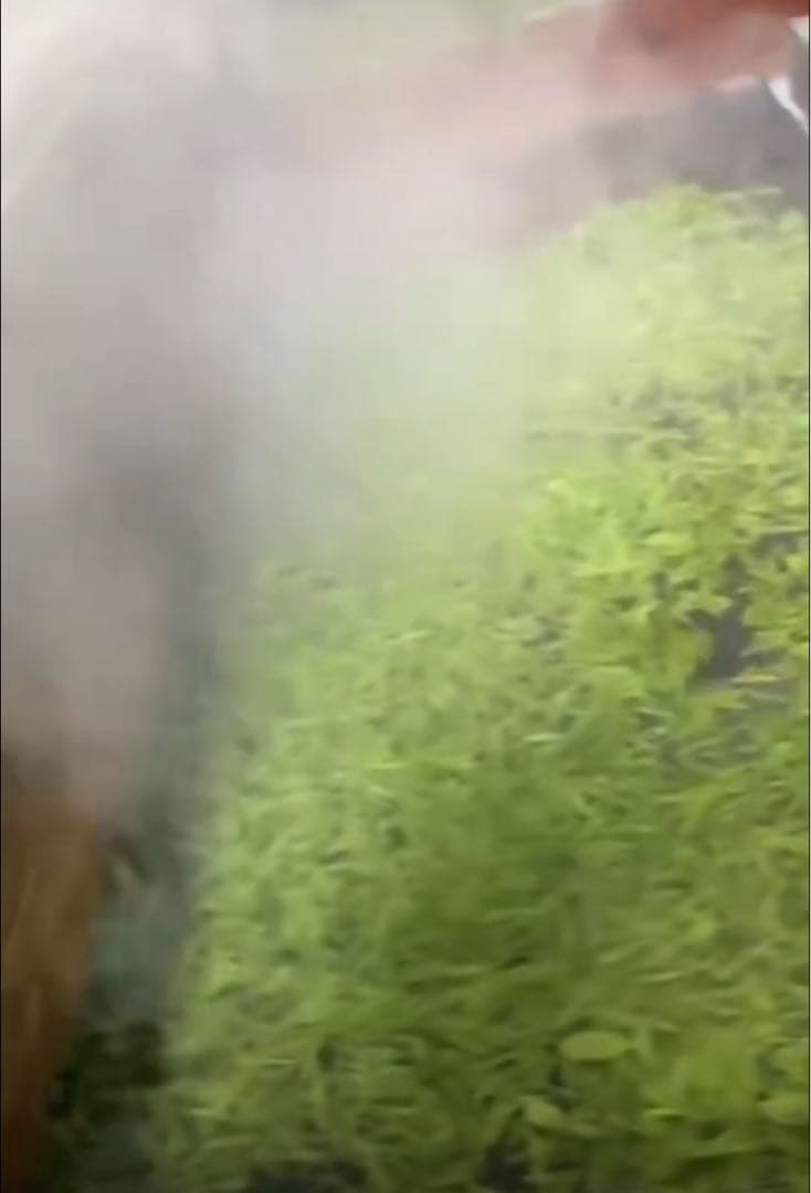 2025年　中国茶　緑茶　　恩施玉露 50g