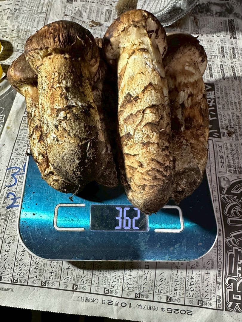 A.岩手県下閉伊郡産松茸 10/15収穫　360g