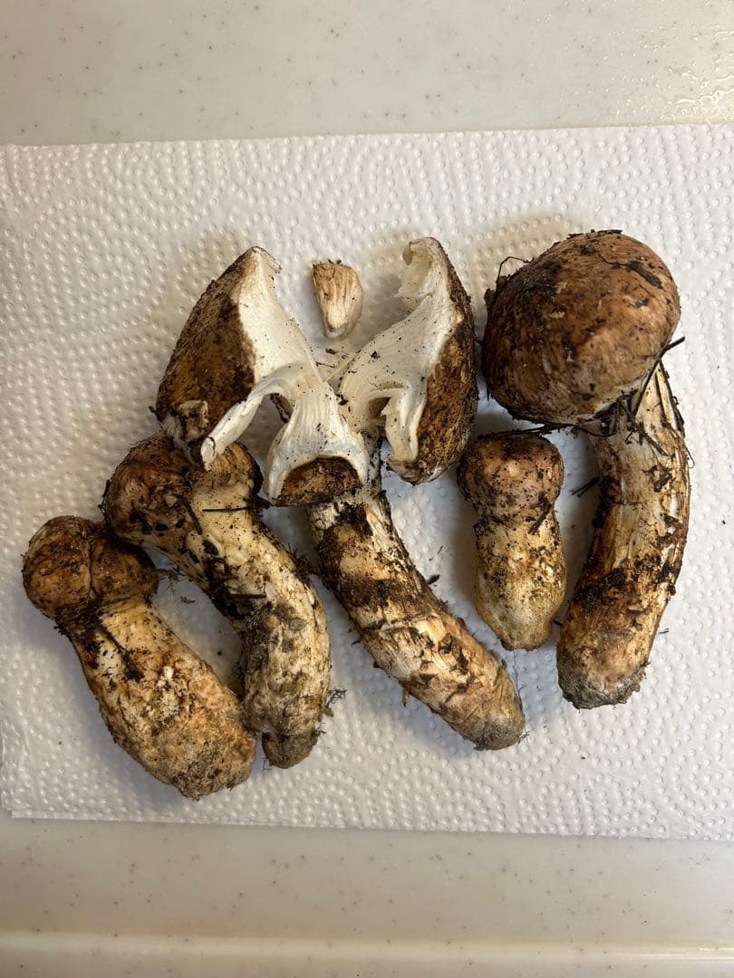 Y*チ様 国産天然　松茸5本　訳あり