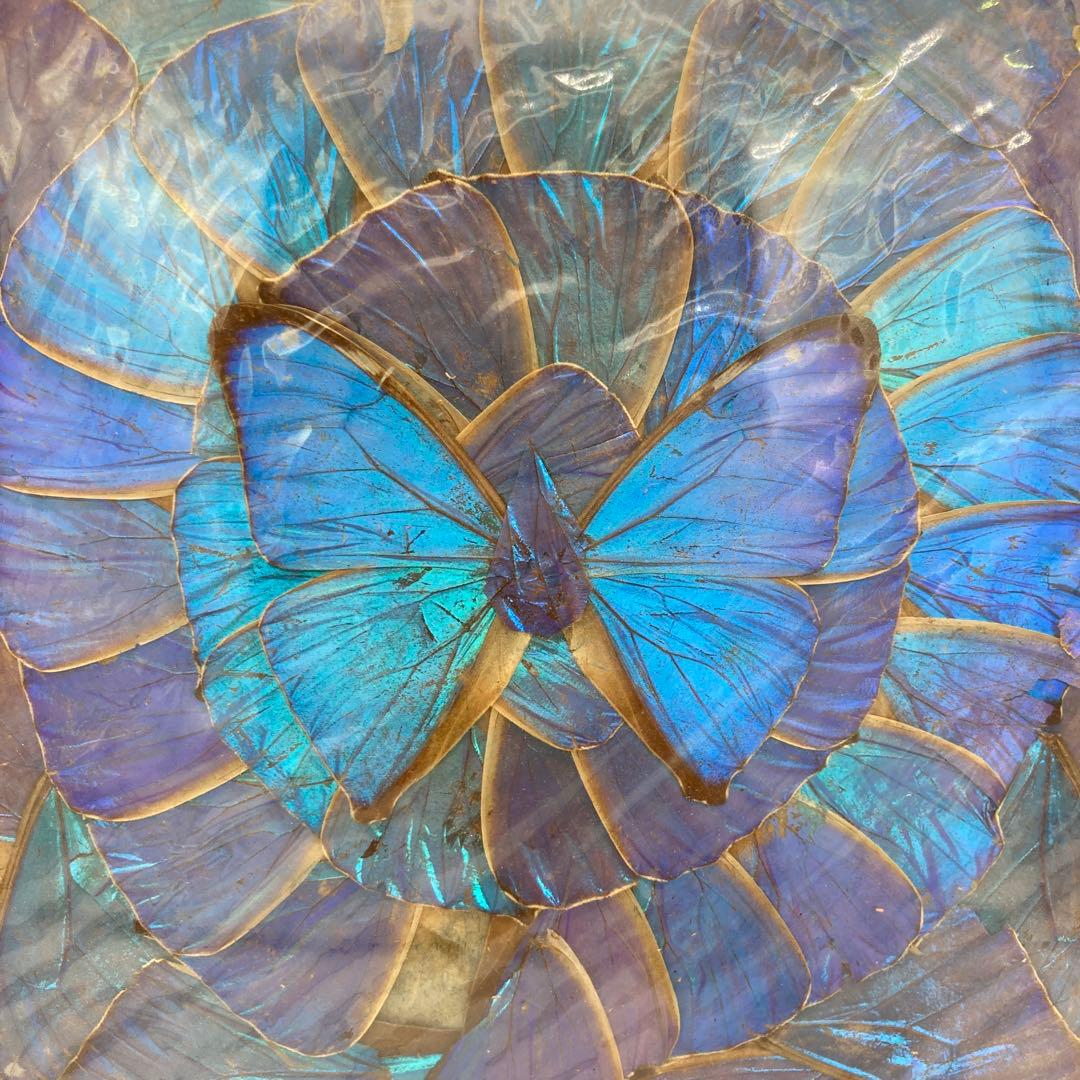 【レア】　モルフォ蝶　標本　アート 美術　芸術　昆虫　チョウ