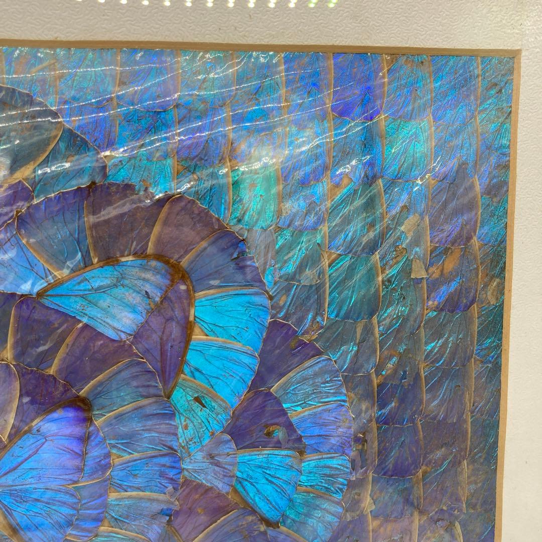 【レア】　モルフォ蝶　標本　アート 美術　芸術　昆虫　チョウ