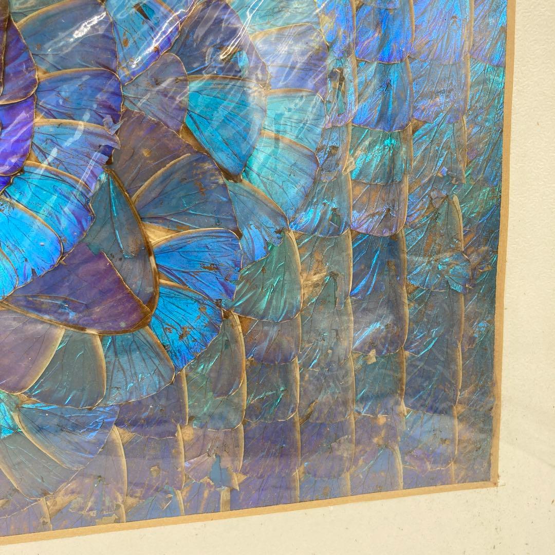 【レア】　モルフォ蝶　標本　アート 美術　芸術　昆虫　チョウ