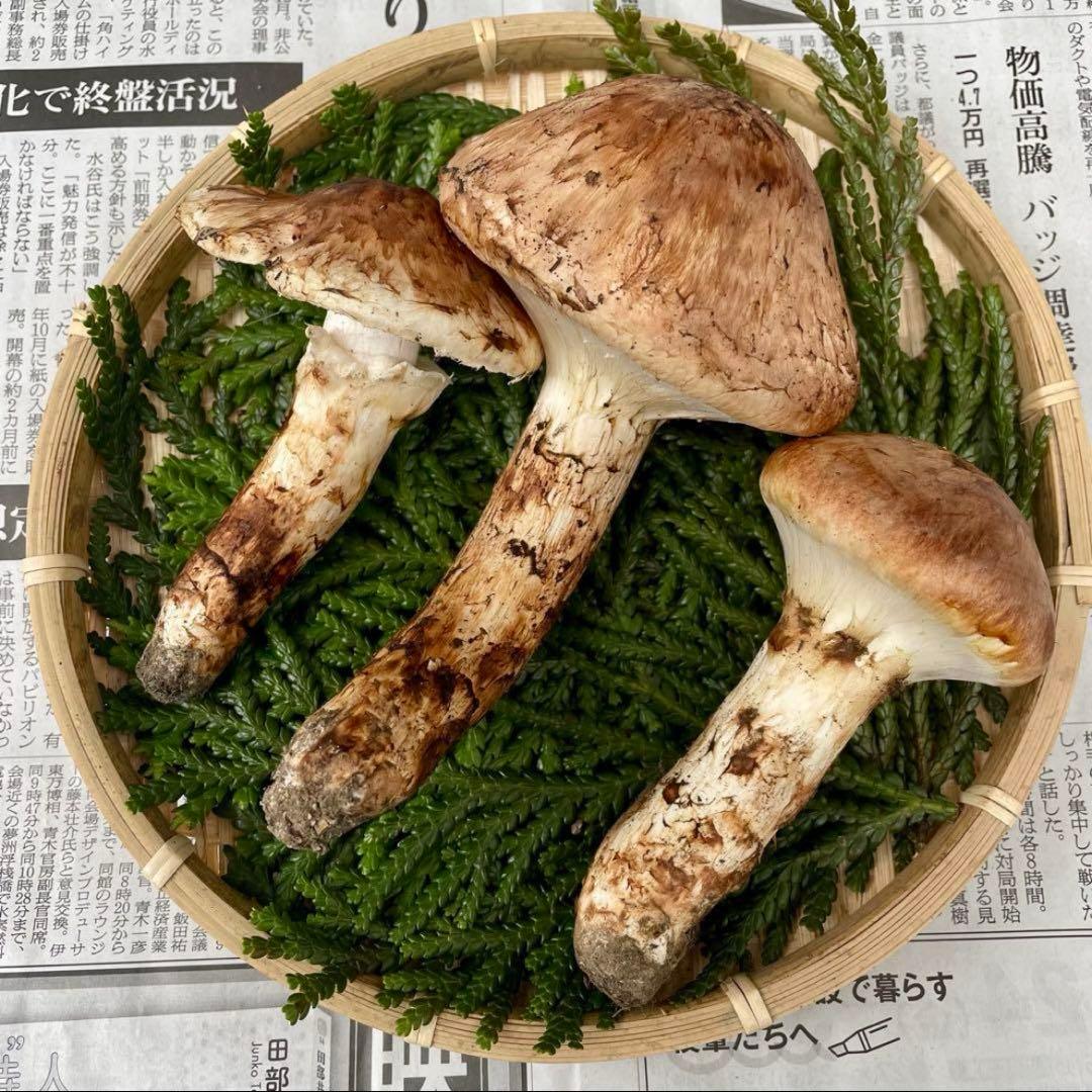 天然きのこ 松茸 国産 マツタケ まつたけ 大自然の凛さん採取その137