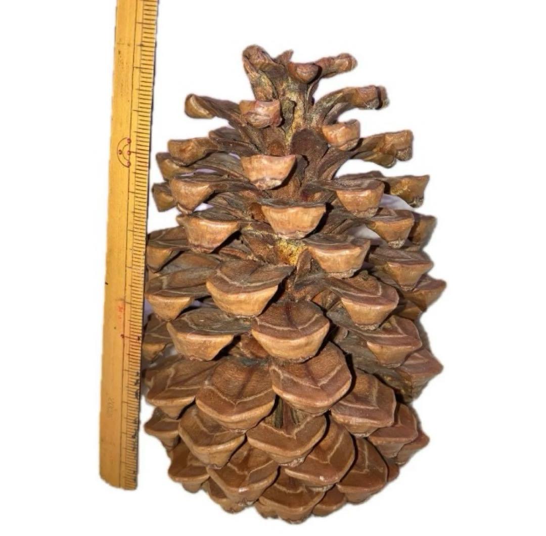 【希少】ロサンゼルス　松ぼっくり　50年前　レア　価値　大きい　天然物　匿名