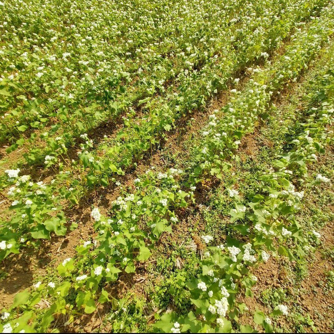【希少！】ニホンミツバチの百花蜜の蜂蜜