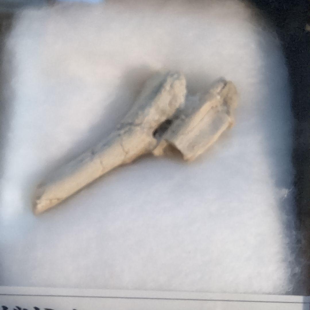 本物　恐竜　ガリミムスの前指骨化石　モンゴル　ラベルケース付き