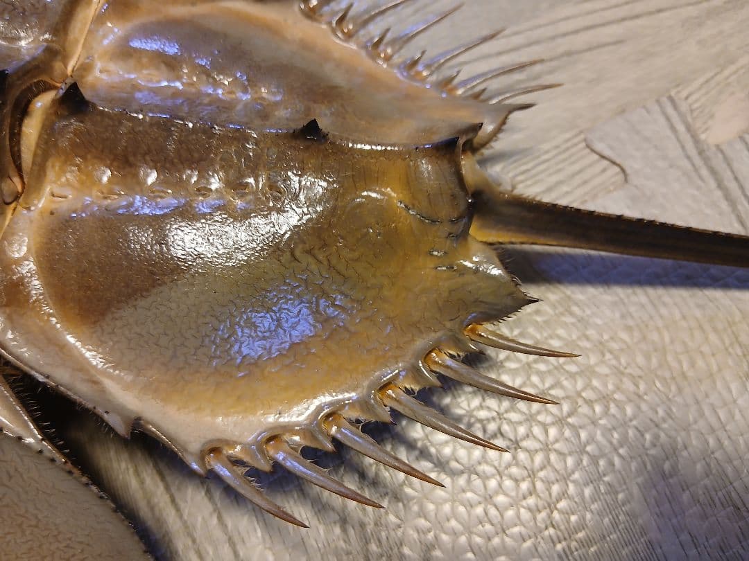 野生　カブトガニ 脱皮殻 約45cm